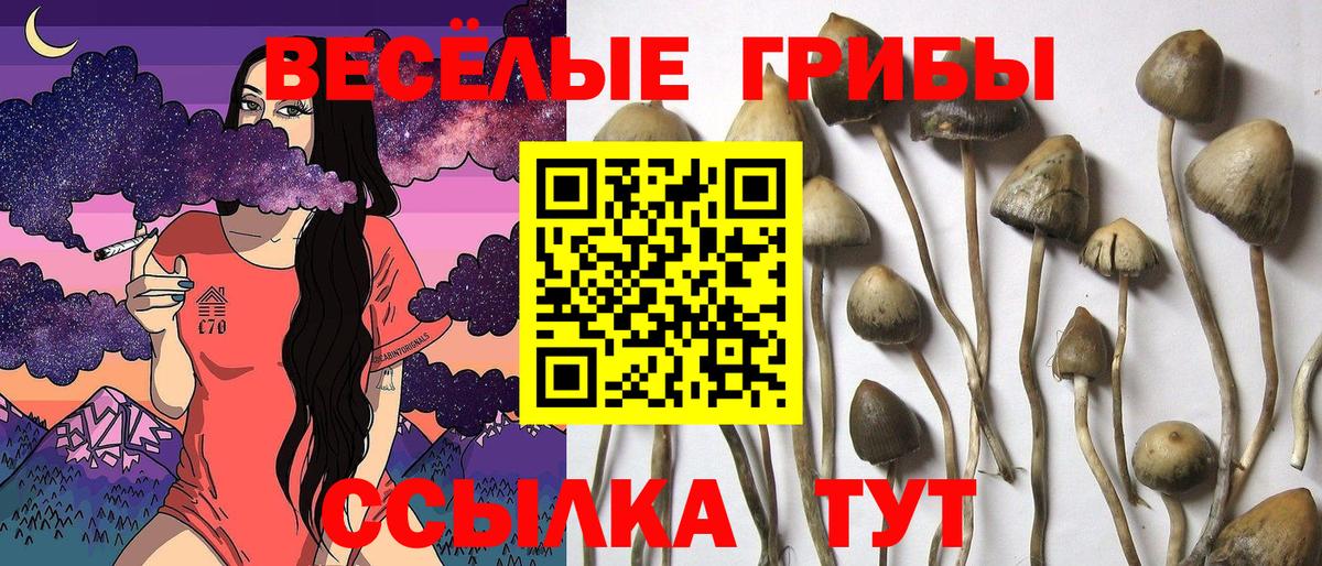 Галлюциногенные грибы Cubensis  Вход с VPN  Мценск 